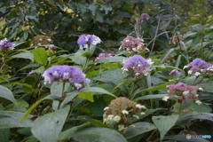 山紫陽花