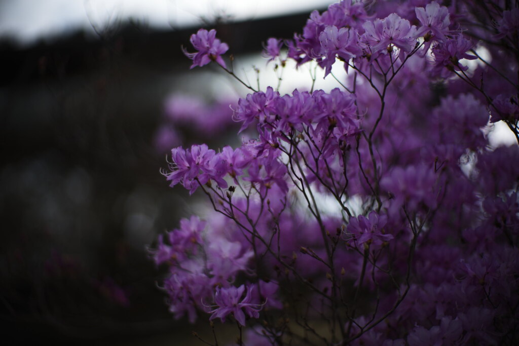 Violet