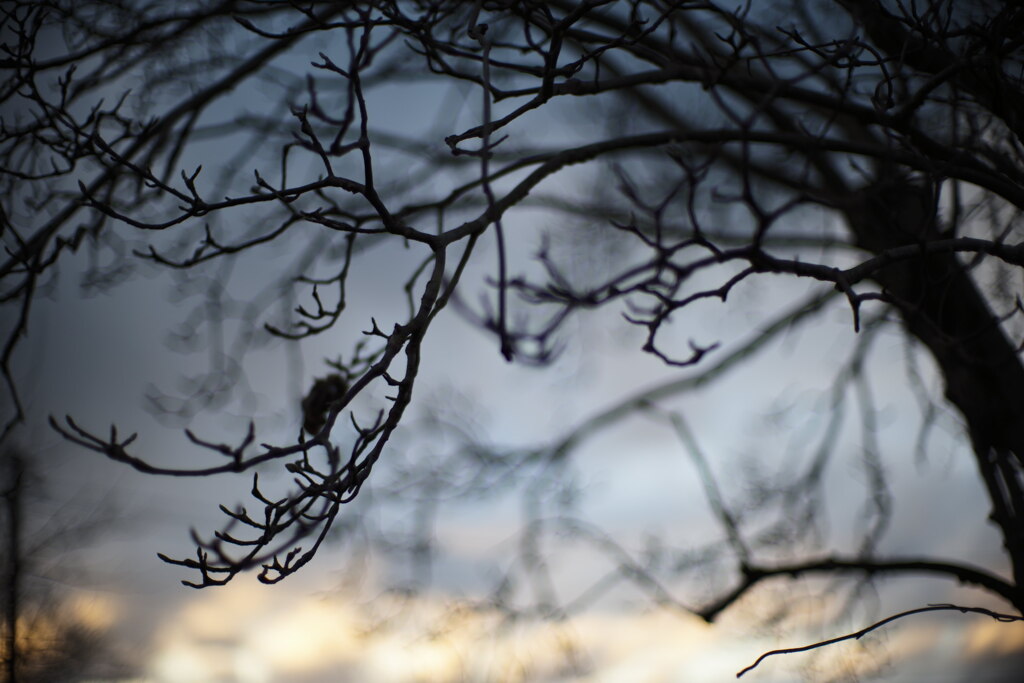 tree branch