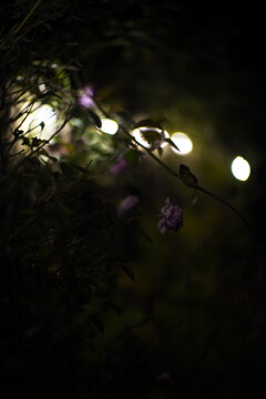 夜の薔薇