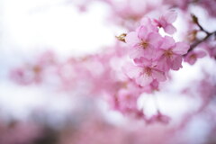 河津桜