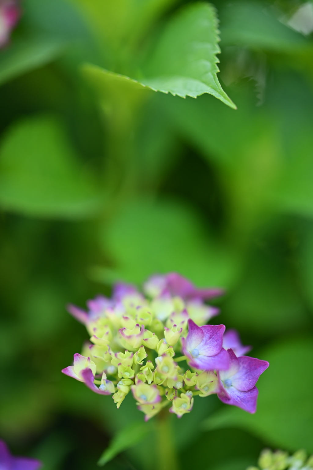 紫陽花