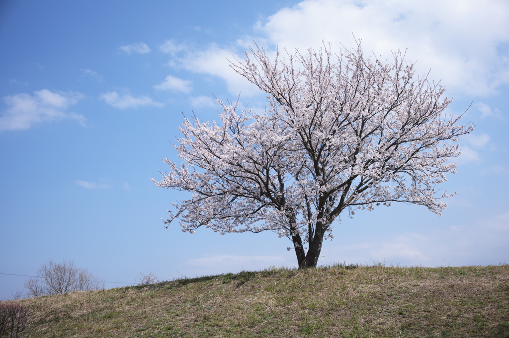 桜