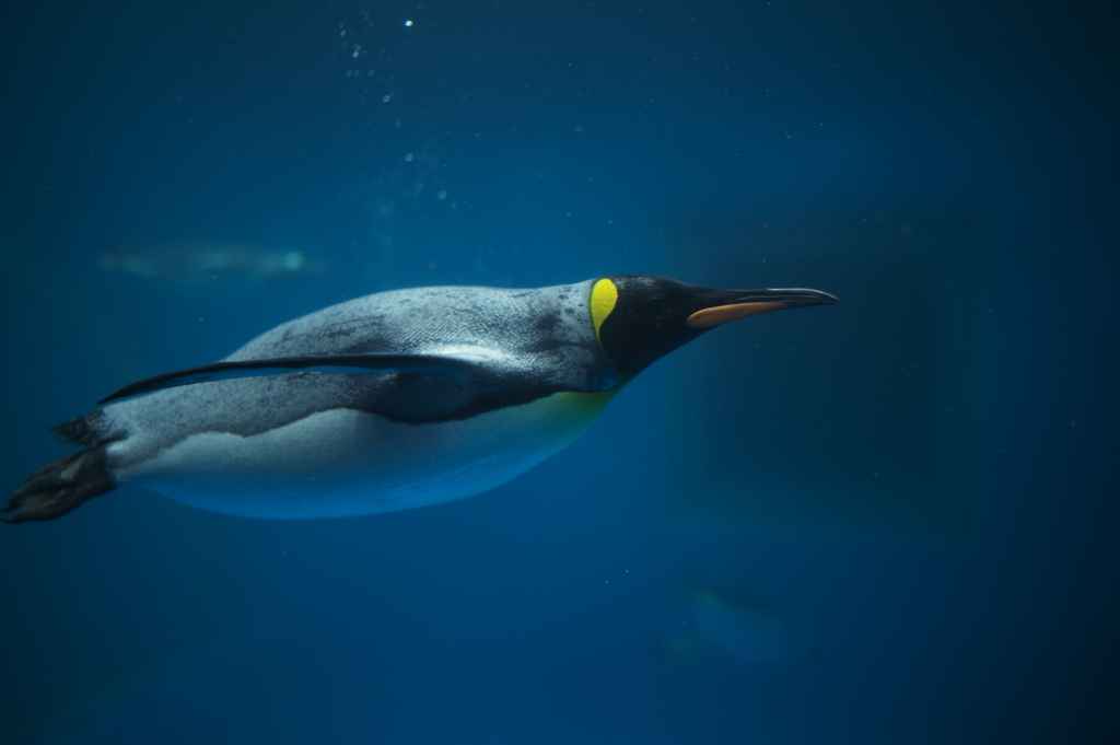 penguin