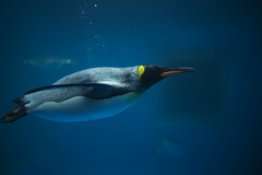 penguin
