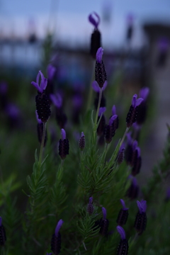 FRENCHLAVENDER