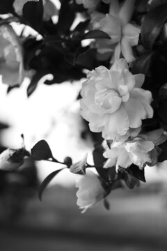 山茶花