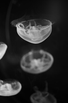 Jellyfish
