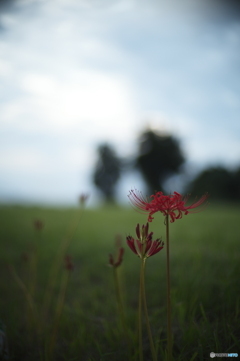 彼岸花