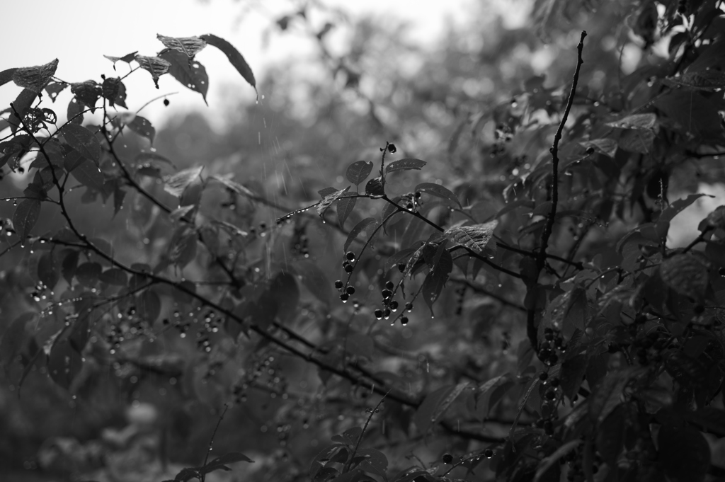 雨