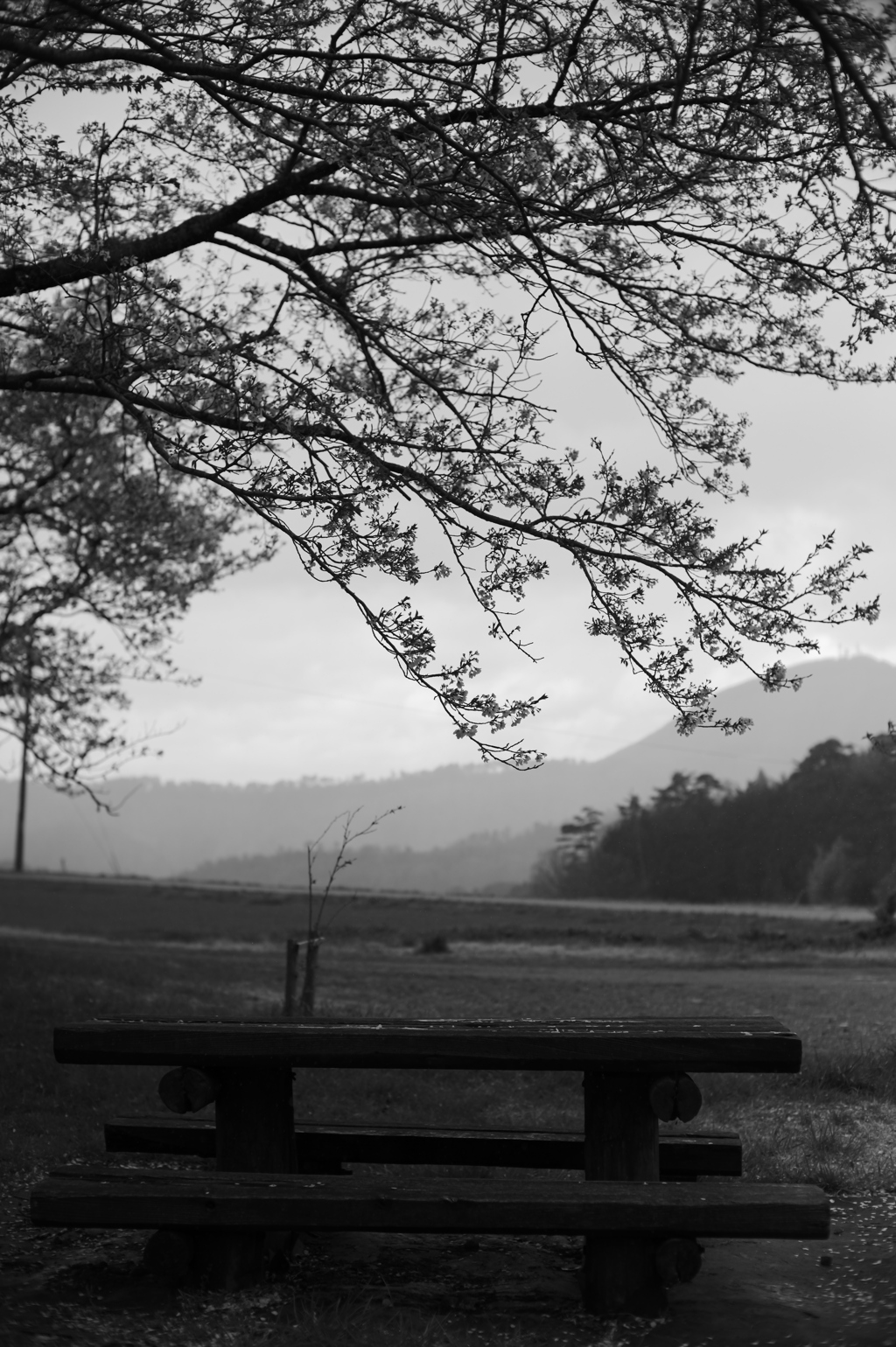 Bench