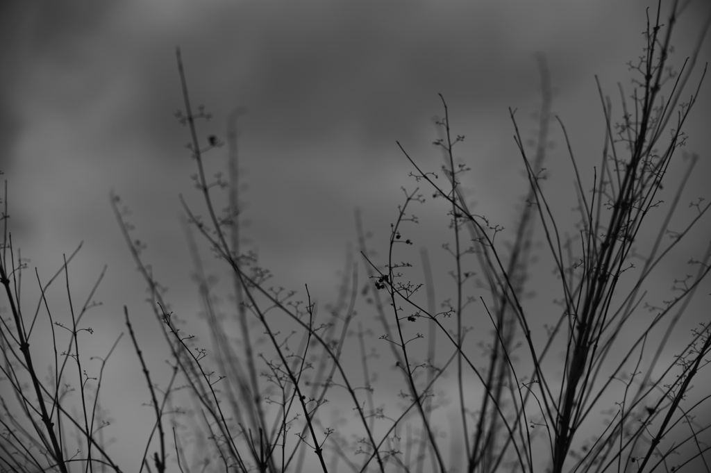 冬空