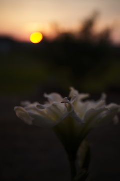 夕景