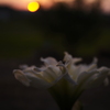 夕景