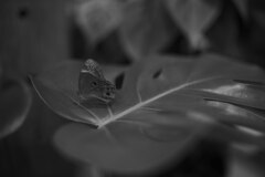 leaf