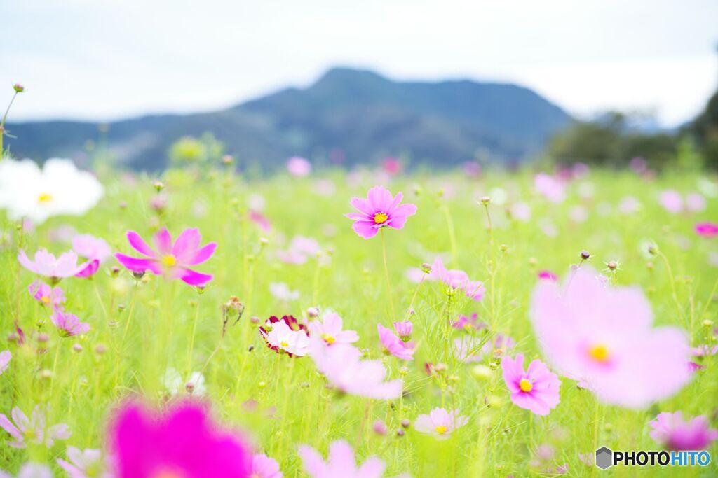 花園