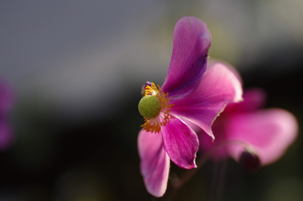 一輪の花