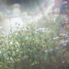 German chamomile✨2