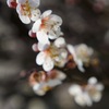 やがて春の予感