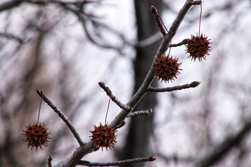 モミジバフウの実