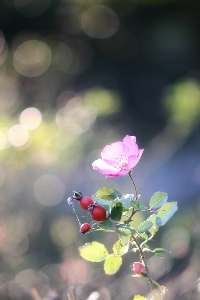 薔薇の実と ひかり