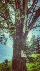 見あげれば　空が蒼い