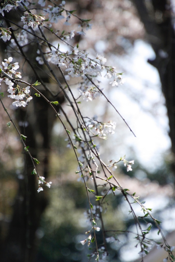 桜 memory ❹