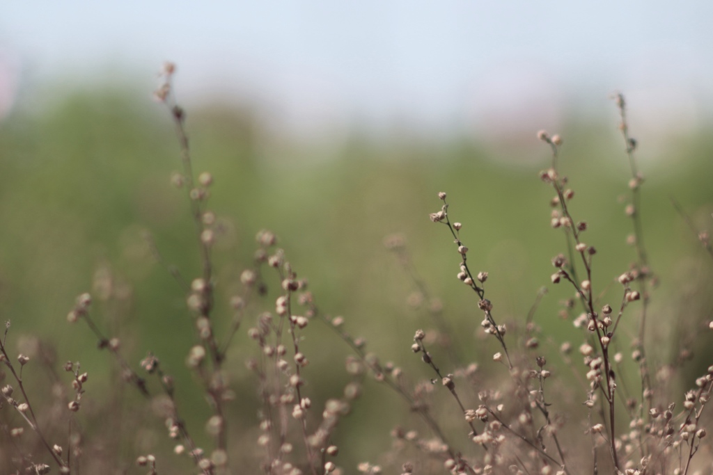 ここに　そっと。。。もう秋