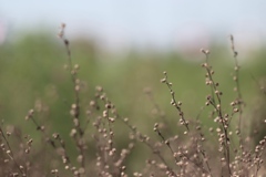 ここに　そっと。。。もう秋