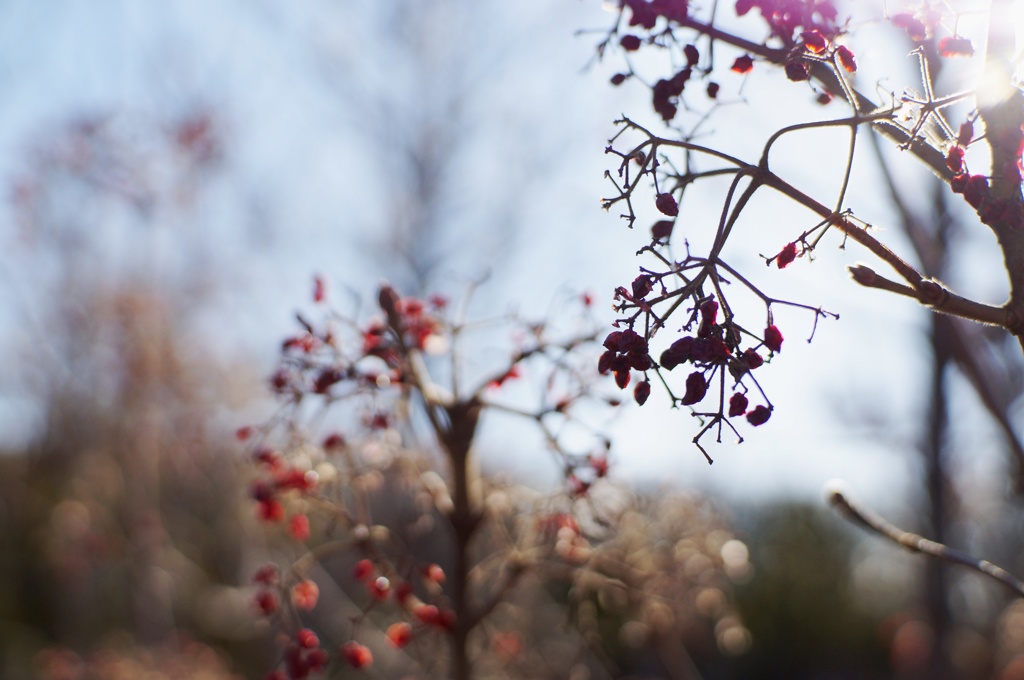 DSC04113　冬いろ③