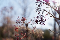 DSC04113　冬いろ③