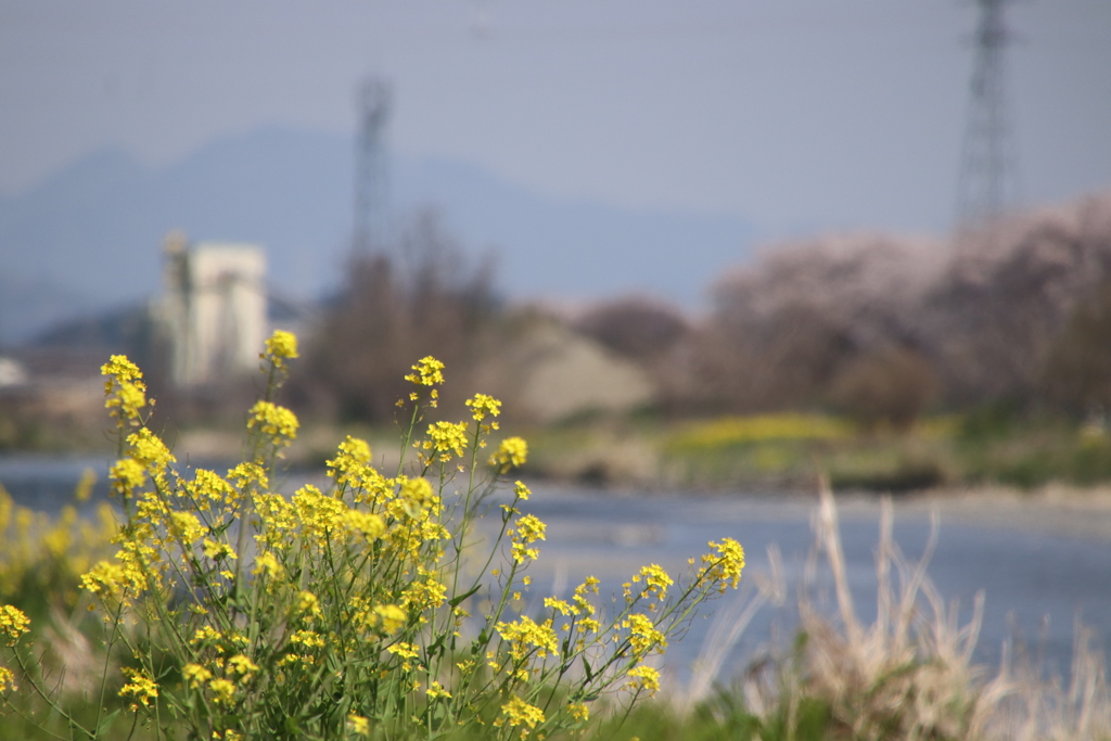 春風にのって