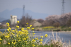春風にのって