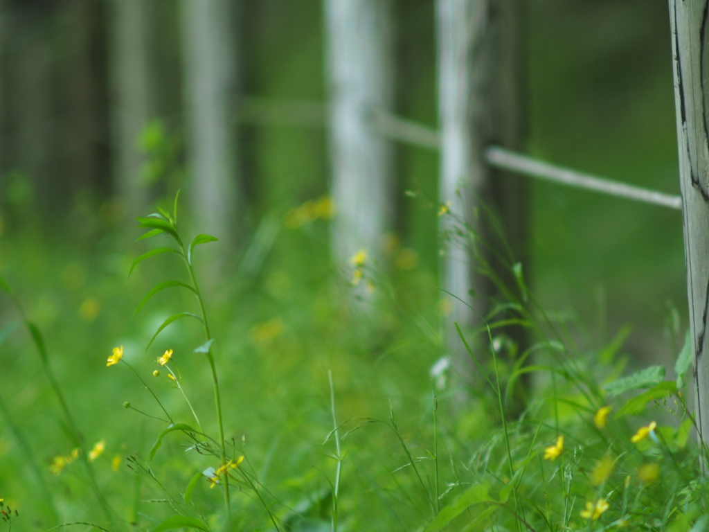 野の花に立ち止まる