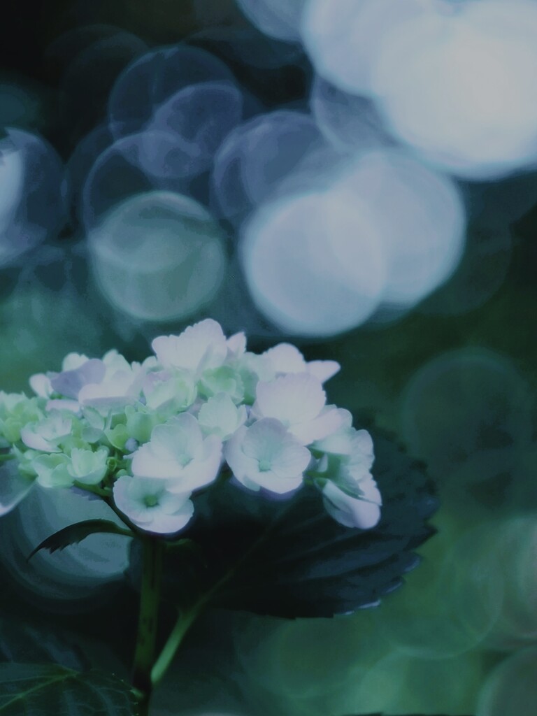 早朝の出逢い
