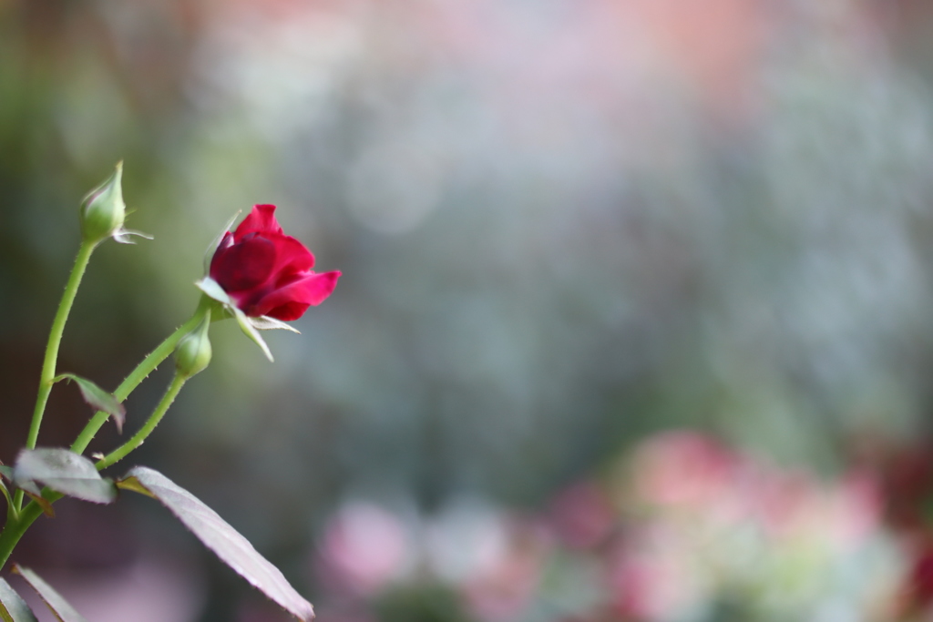 あなたへ 朝の光を