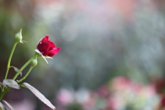 あなたへ 朝の光を