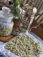 chamomile  tea  * 2022*完成