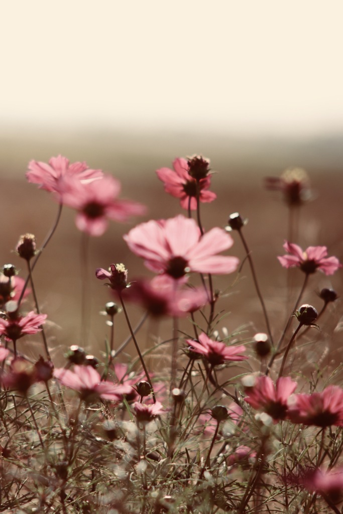 11月の秋桜