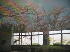 桜の窓に春が映る瞬間
