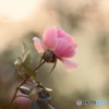 １月の薔薇