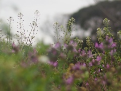 そっと足もとに