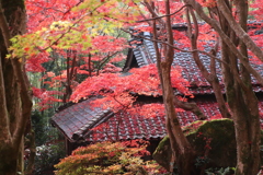 晩秋の鮮やかさ ❷