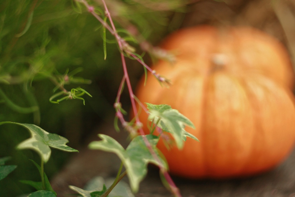 halloween 想い出photo ❶