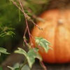 halloween 想い出photo ❶