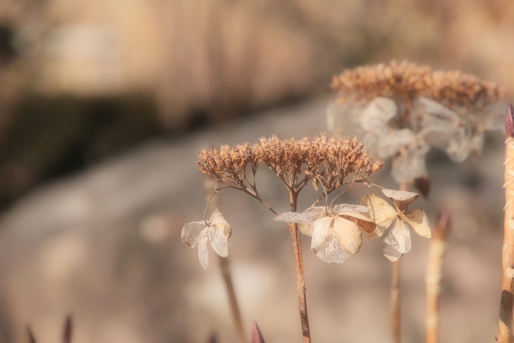 誰も触れることのない