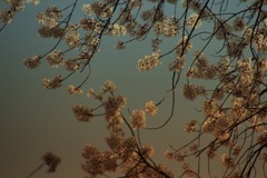 惜しまれる桜