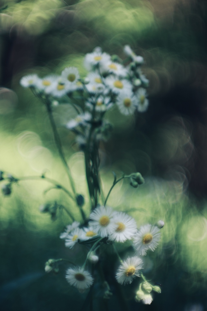 野の花と光り