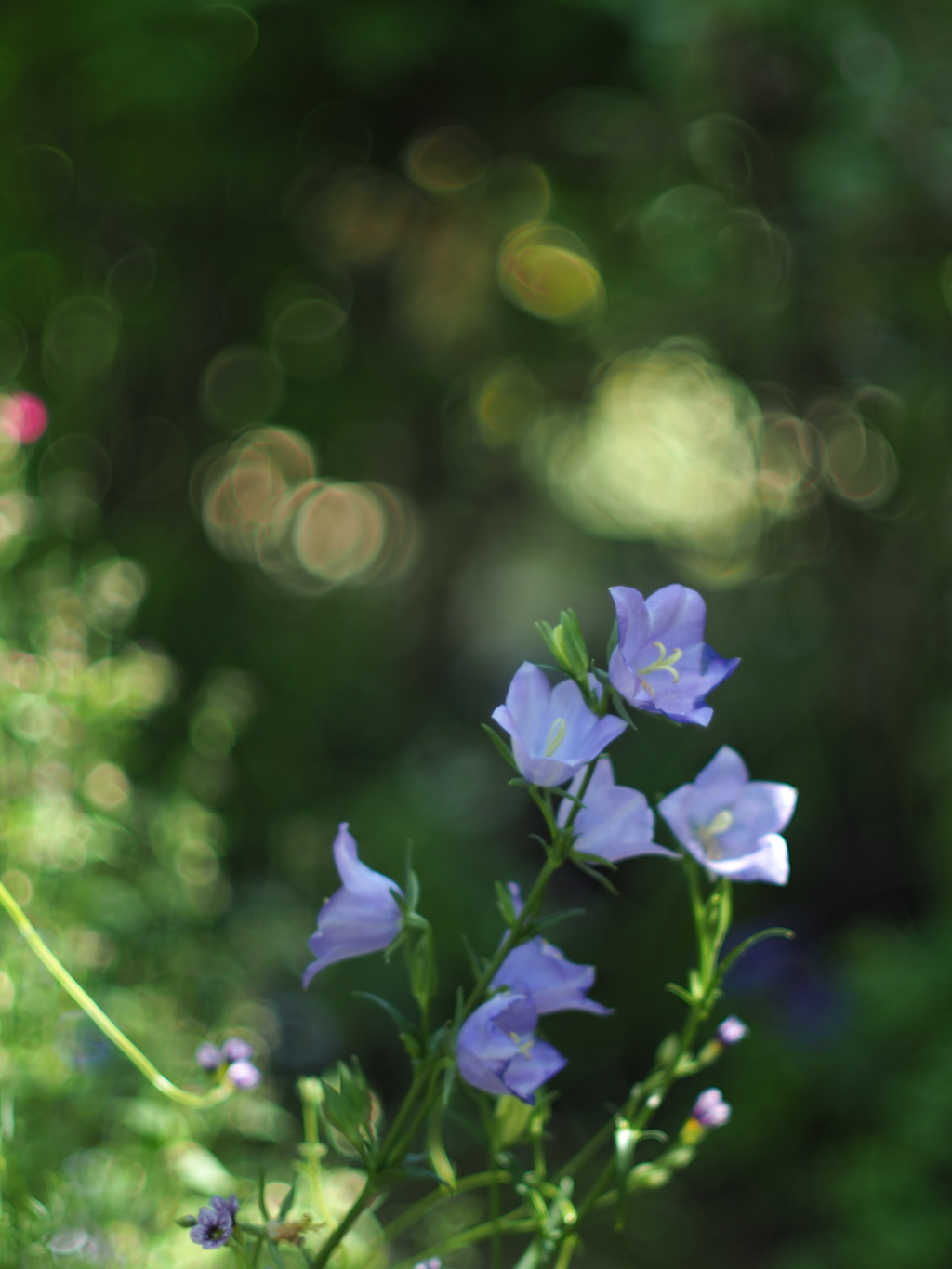 ひかりが嬉しい午後