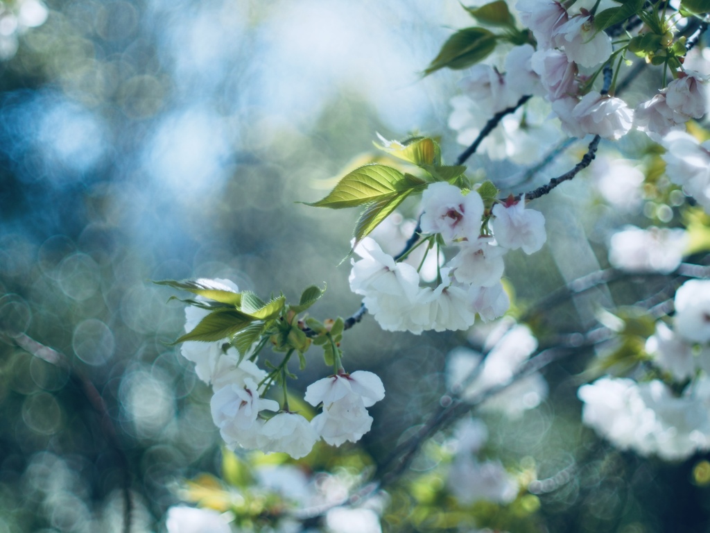 桜＊びよりの土曜には